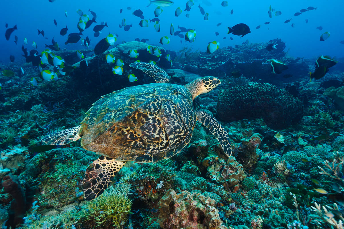 Hawksbill turtle swimming over a coral reef, Sangalaki, Kalimantan, Indonesia. Sangalaki is part of the Derawan Island group, off East Kalimantan.  The island is famous for its reefs, manta rays and cuttlefish, and as an important nesting site for the endangered green turtle.  Sangalaki was a popular tourist destination, until the Indonesian government closed down access to the island in 2009.