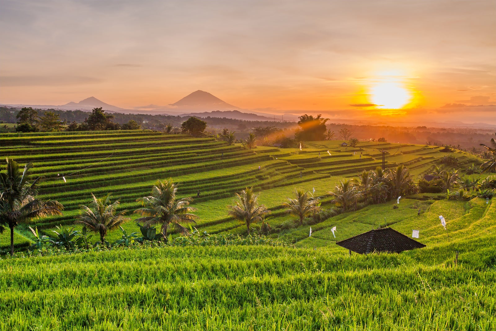 campuhan rice fields