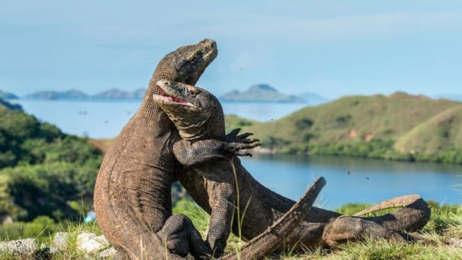 The island is home to a unique ecosystem that includes not only the Komodo dragons but also a variety of other wildlife such as deer, wild boar, water buffalo, and various bird species. The island's landscape is dominated by rugged hills, savannah grasslands, and dense forests, making it an ideal destination for nature lovers and adventure seekers.