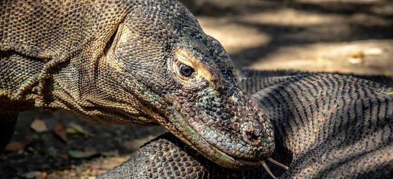 The island is home to a unique ecosystem that includes not only the Komodo dragons but also a variety of other wildlife such as deer, wild boar, water buffalo, and various bird species. The island's landscape is dominated by rugged hills, savannah grasslands, and dense forests, making it an ideal destination for nature lovers and adventure seekers.