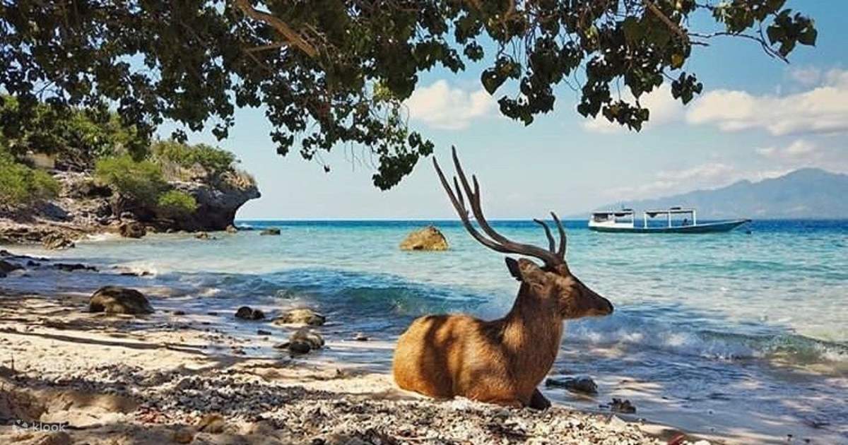 menjangan island 2