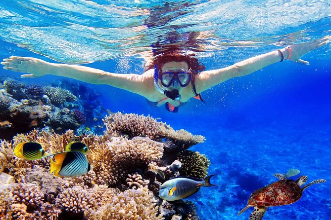 menjangan island 4