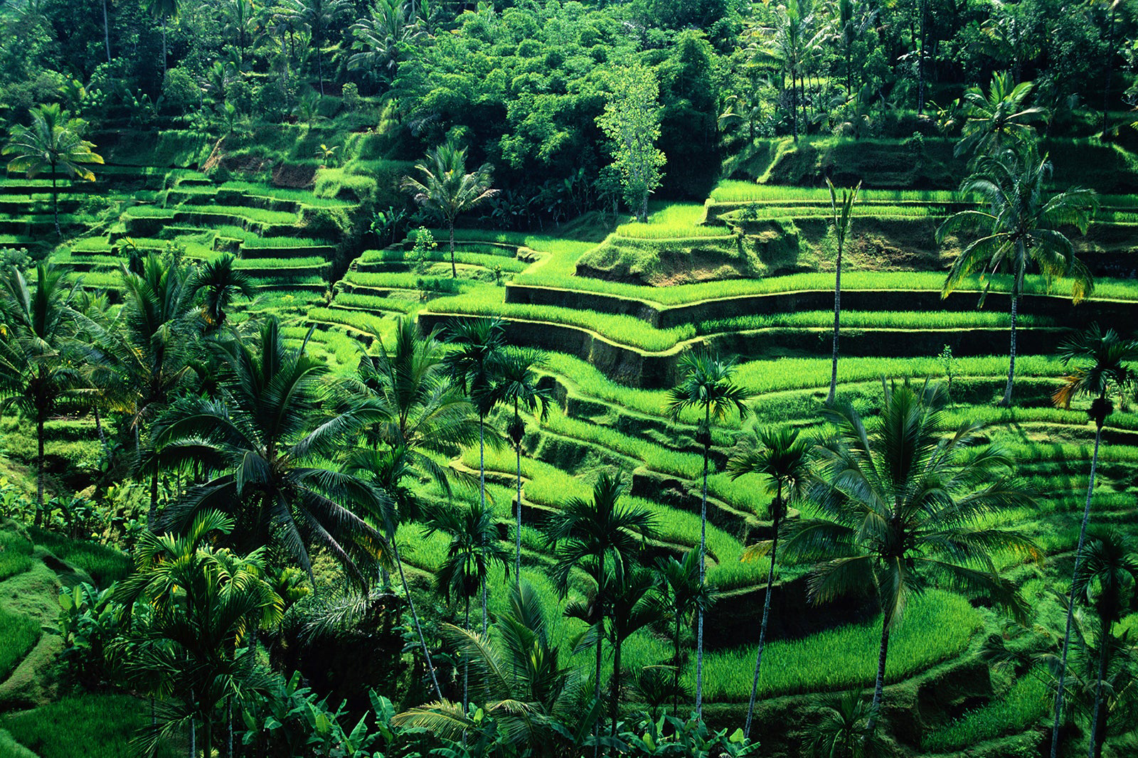Bali offers a wealth of natural and cultural attractions. Explore Bali's hidden gems and must-see sights with our comprehensive guide to the island's most beautiful places